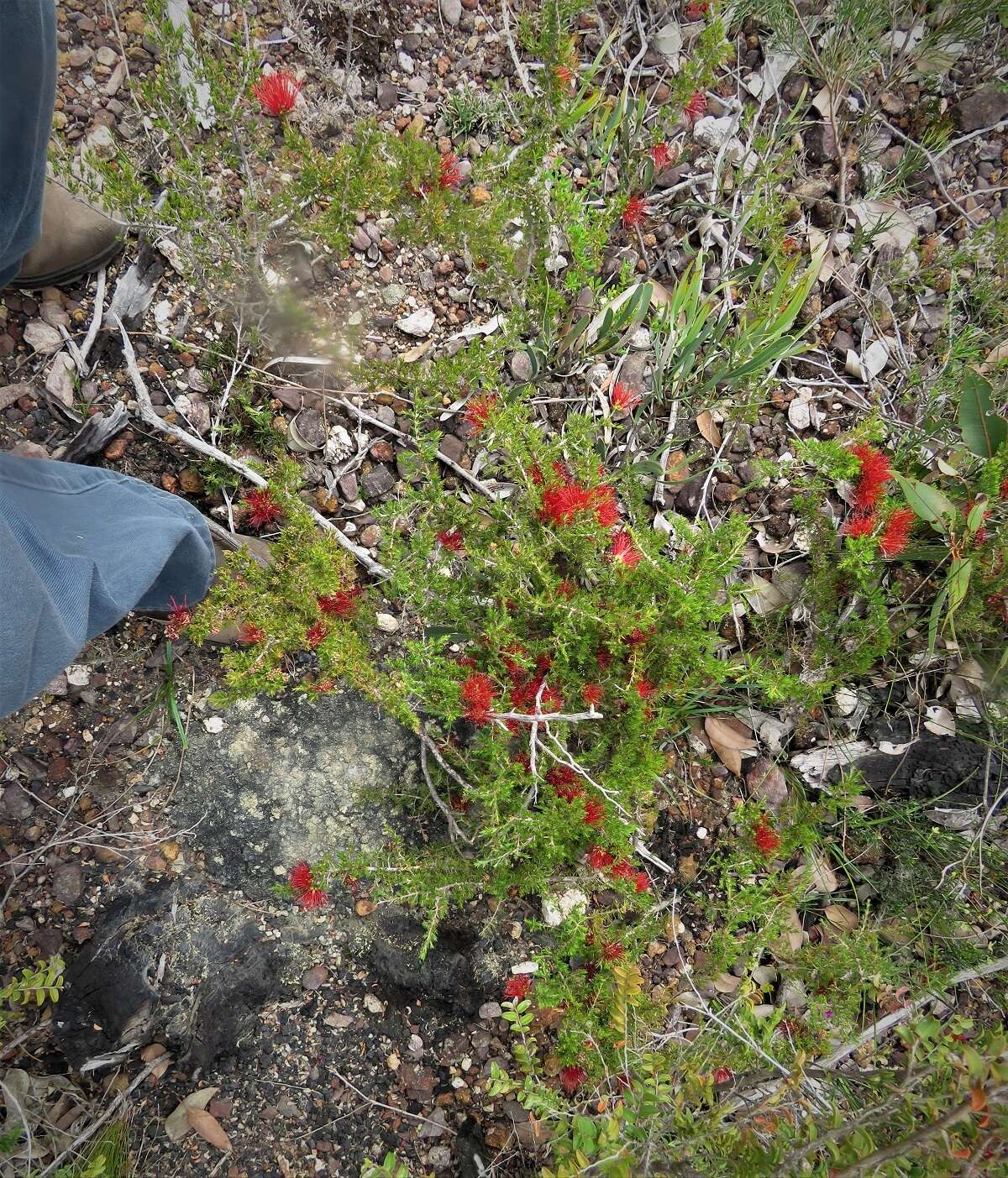 Image of Melaleuca cyrtodonta Turcz.