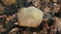 Image of tombstone coral