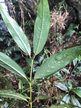 Lasianthus japonicus Miq. resmi