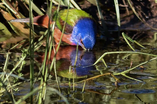 Image of Painted Bunting