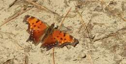 Image of Gray Comma