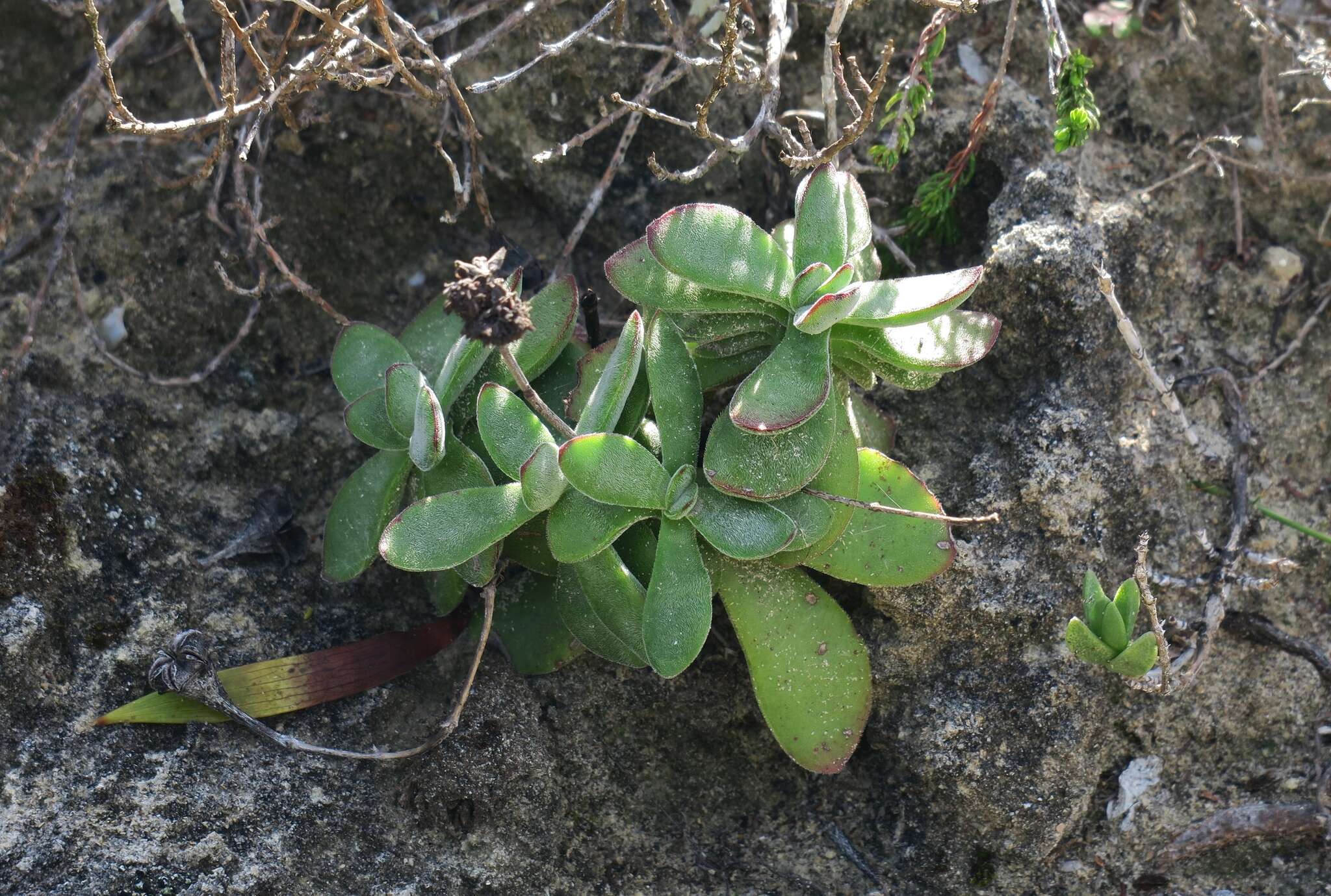 Image of Crassula pubescens subsp. pubescens