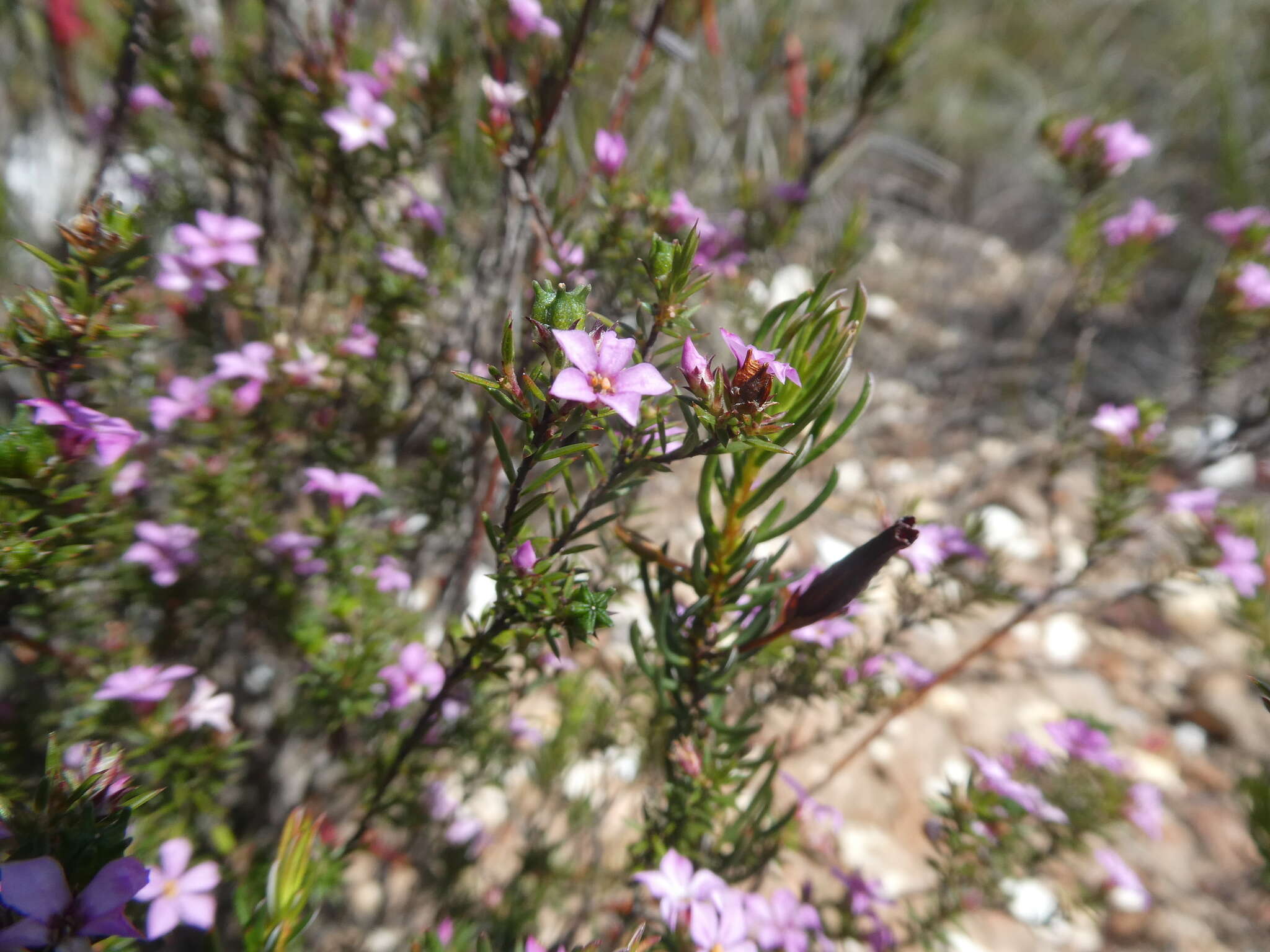 Image of Coleonema aspalathoides A. Juss.