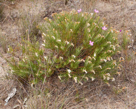 Image of Orphium