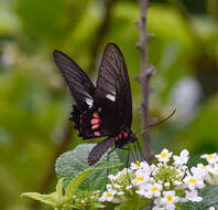 Image de Parides zacynthus (Fabricius 1793)