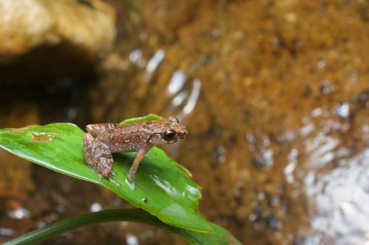 Image of Leptobrachella mjobergi Smith 1925