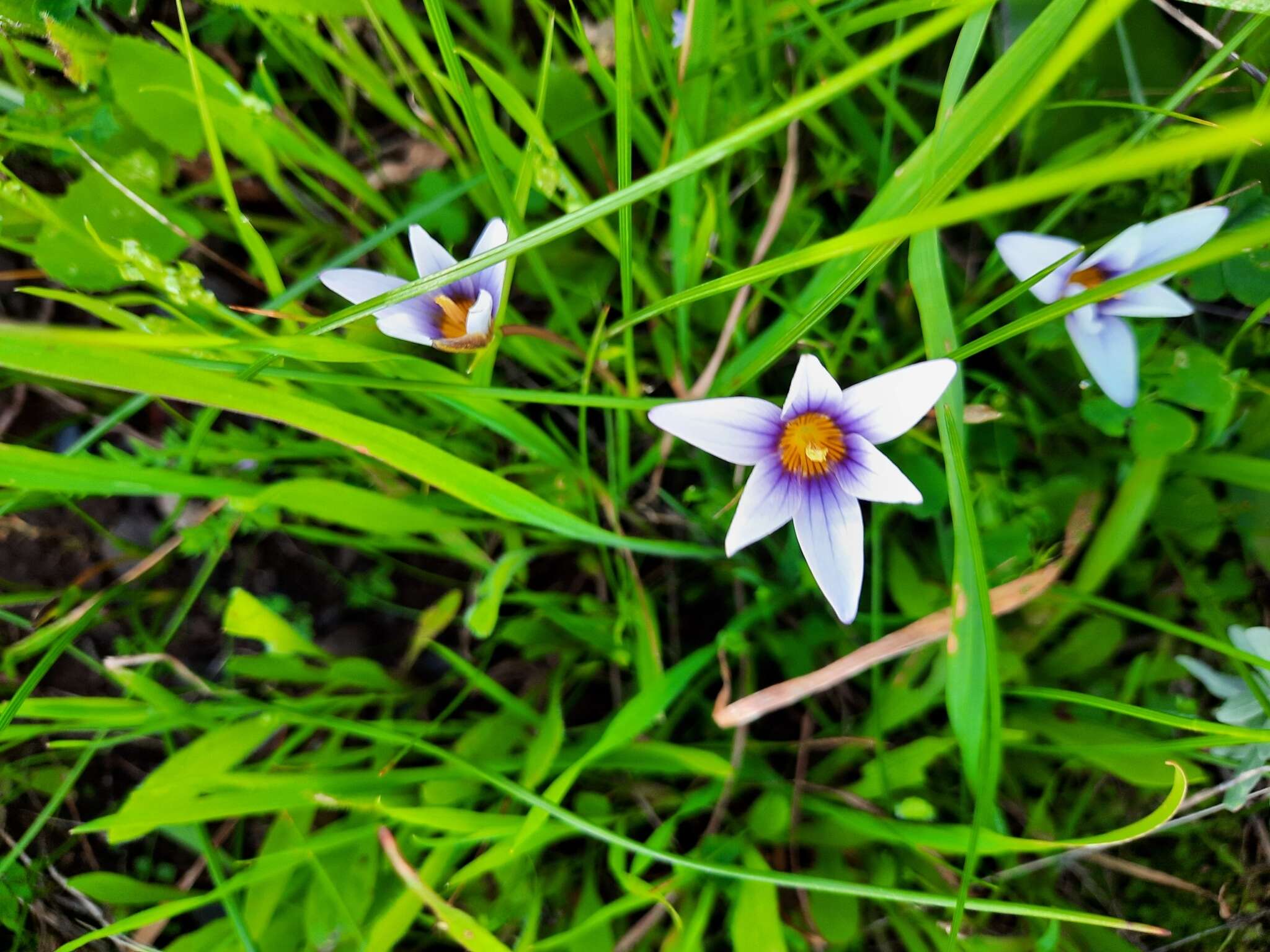 Image of Romulea columnae subsp. grandiscapa (Webb) G. Kunkel