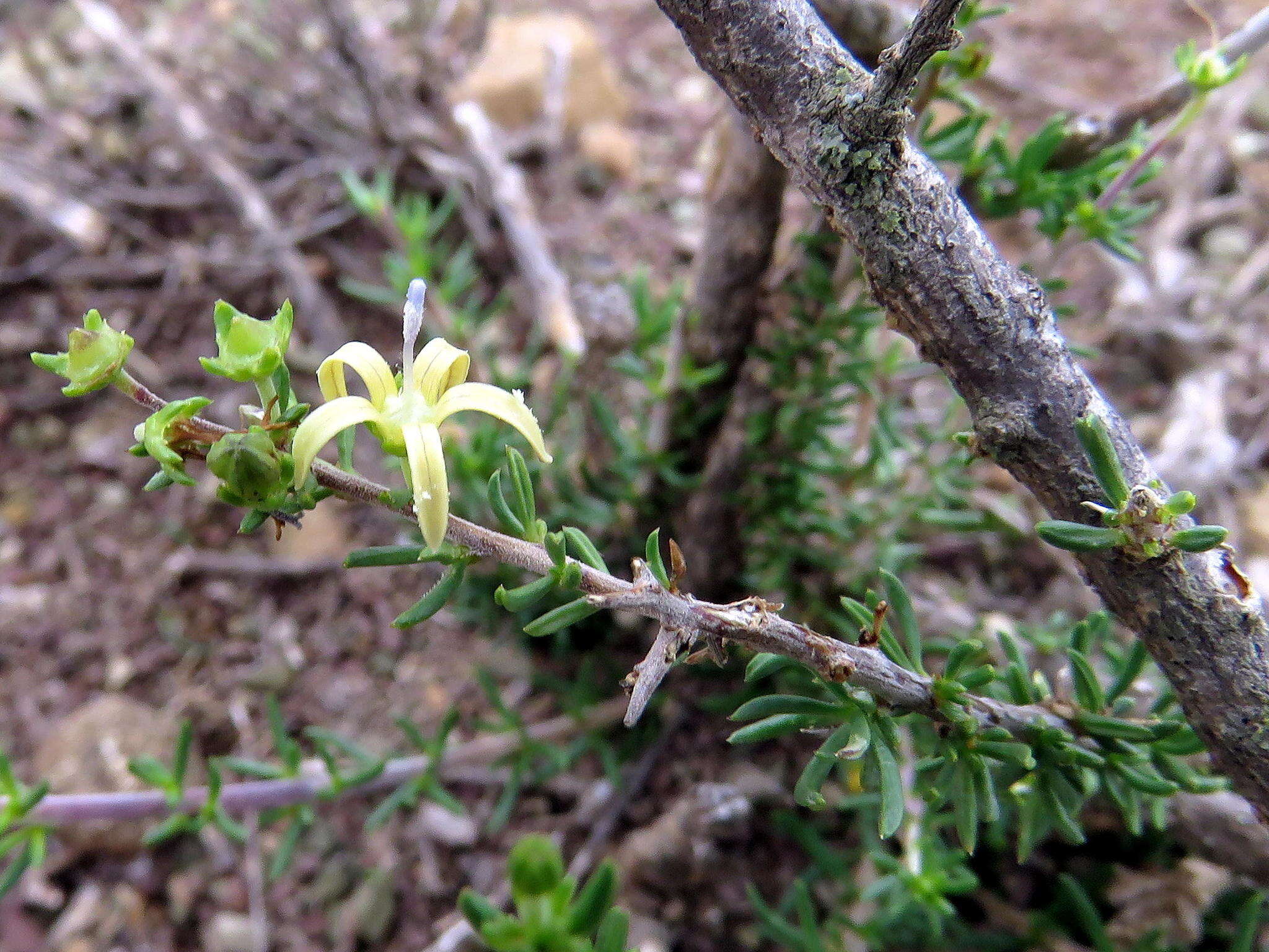 Image of Wahlenbergia albens (Spreng. ex A. DC.) Lammers