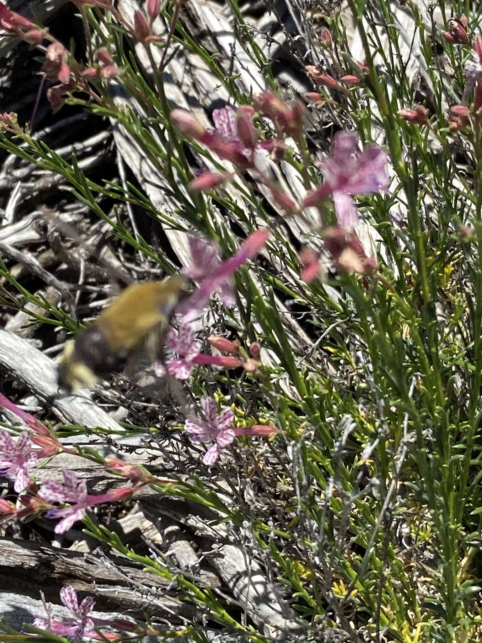 Plancia ëd Ipomopsis guttata (A. Gray) R. Moran