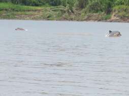 Image of Amazon River Dolphin