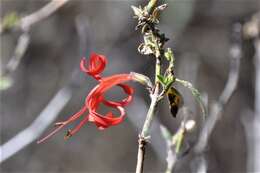 Anisacanthus pumilus (F. G. Dietr.) Nees resmi