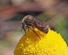 Lasioglossum hiltacum (Smith 1853)的圖片