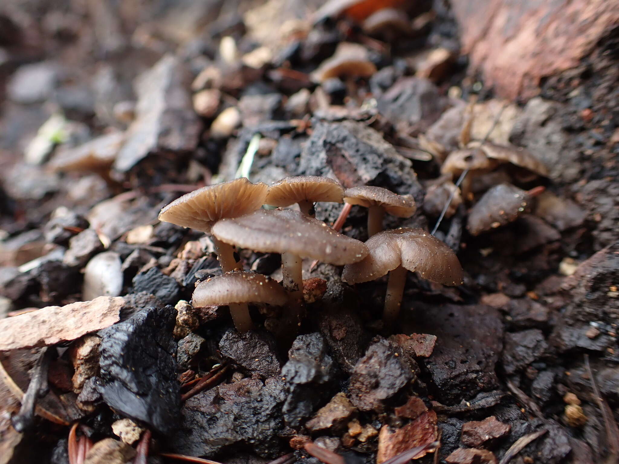 Image of Tephrocybe anthracophila (Lasch) P. D. Orton 1969