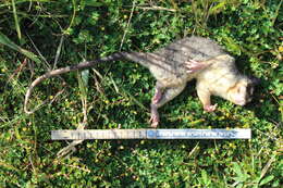 Image of Gray and black four-eyed opossum