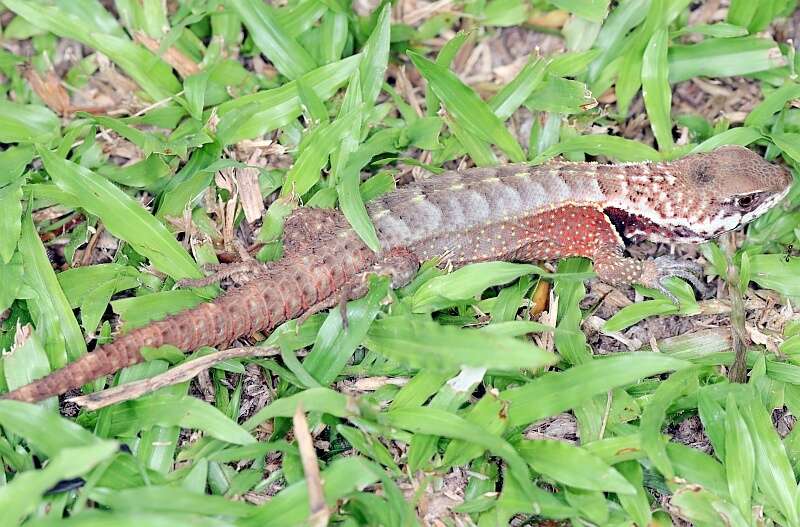 Image of Rose Whorltail Iguana