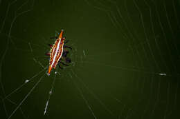 Image of Gasteracantha frontata Blackwall 1864