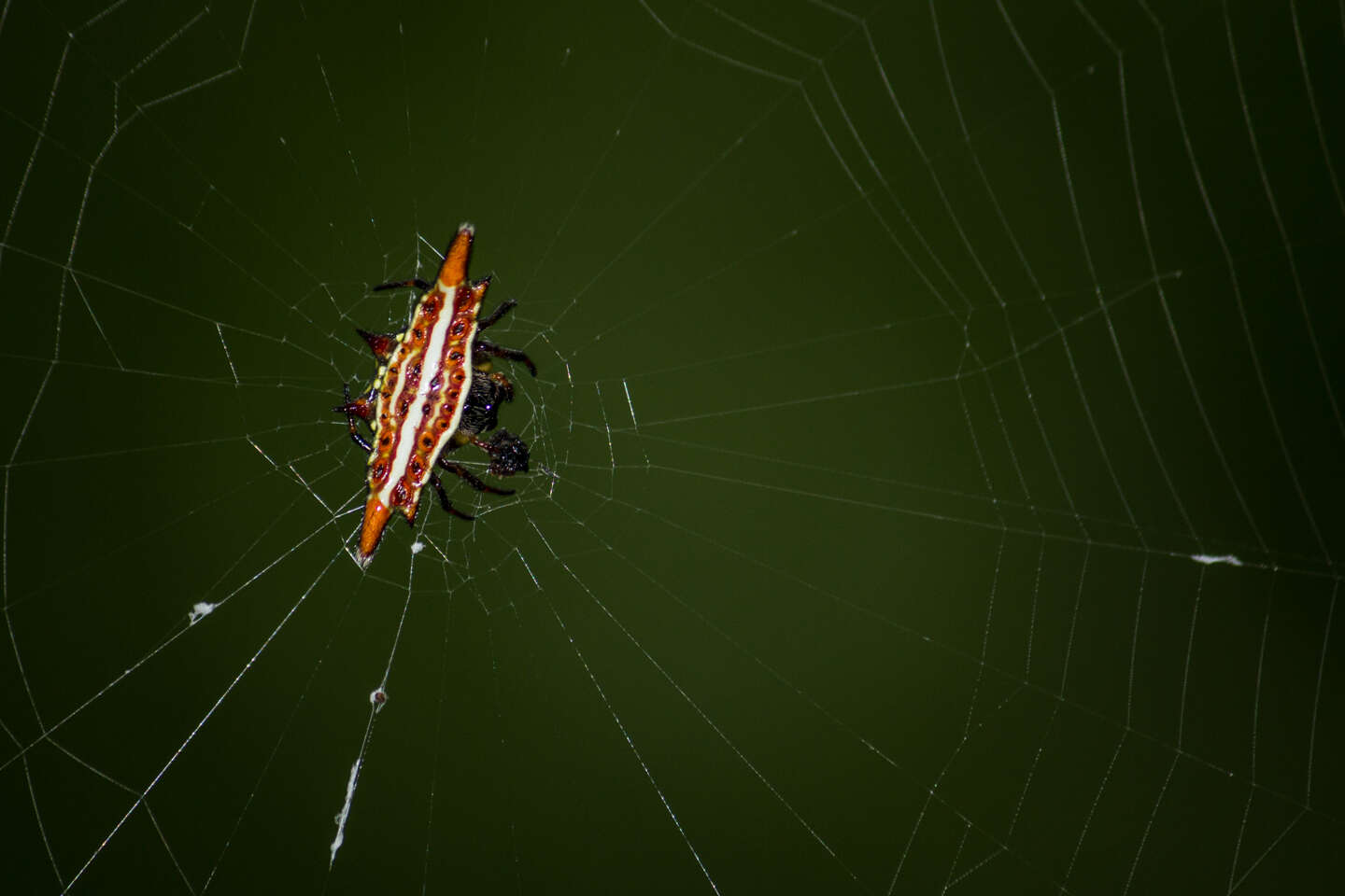 Image of Gasteracantha frontata Blackwall 1864