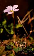 Image of Oxalis inconspicua Salter