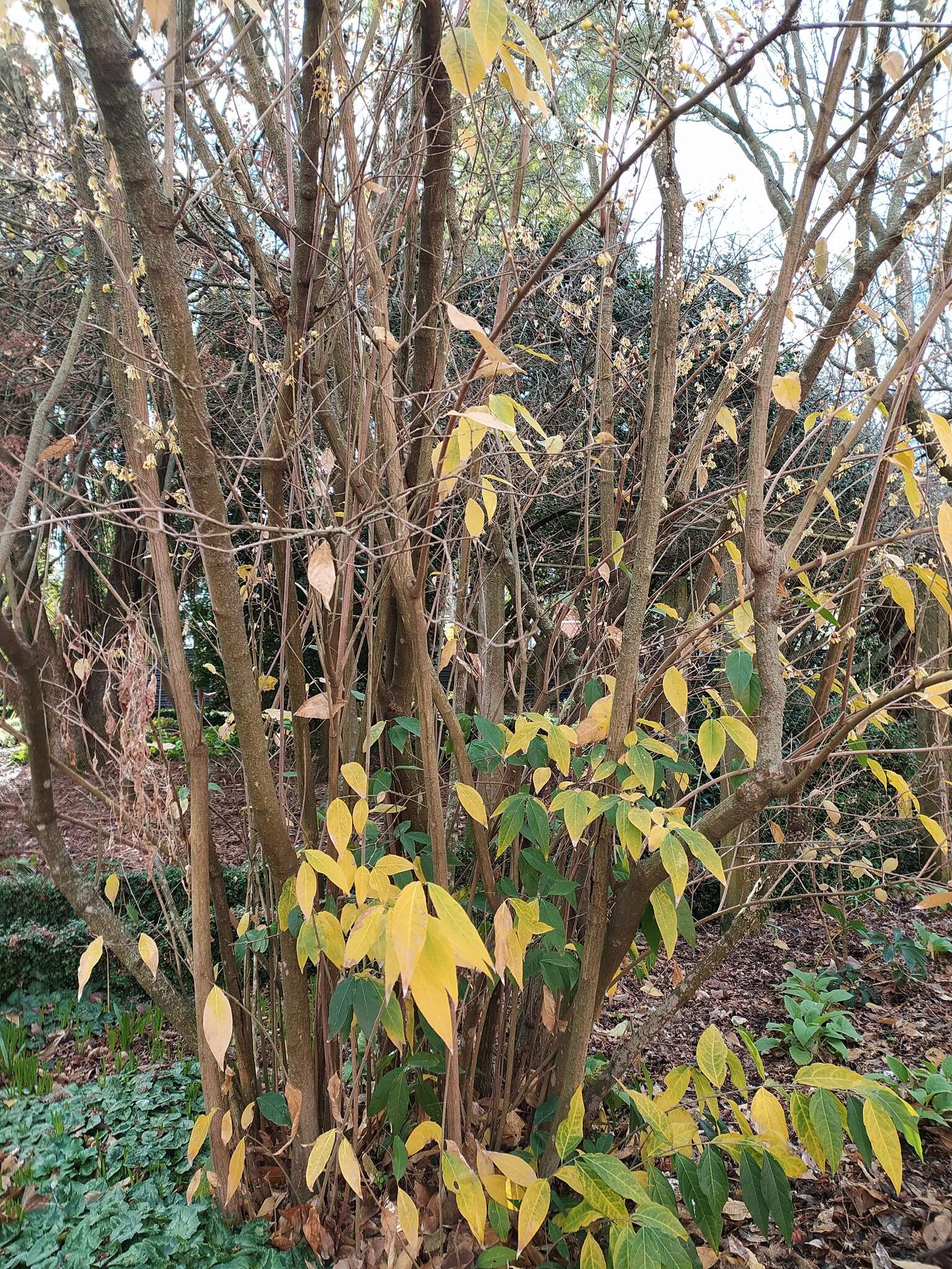 Image de Chimonanthus praecox (L.) Link