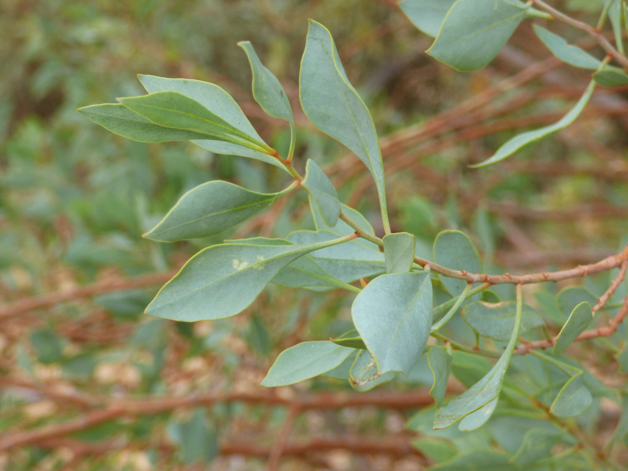 Image de Codonocarpus cotinifolius (Desf.) F. Müll.