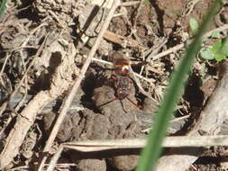 Image of Nomada gracilis Cresson 1863