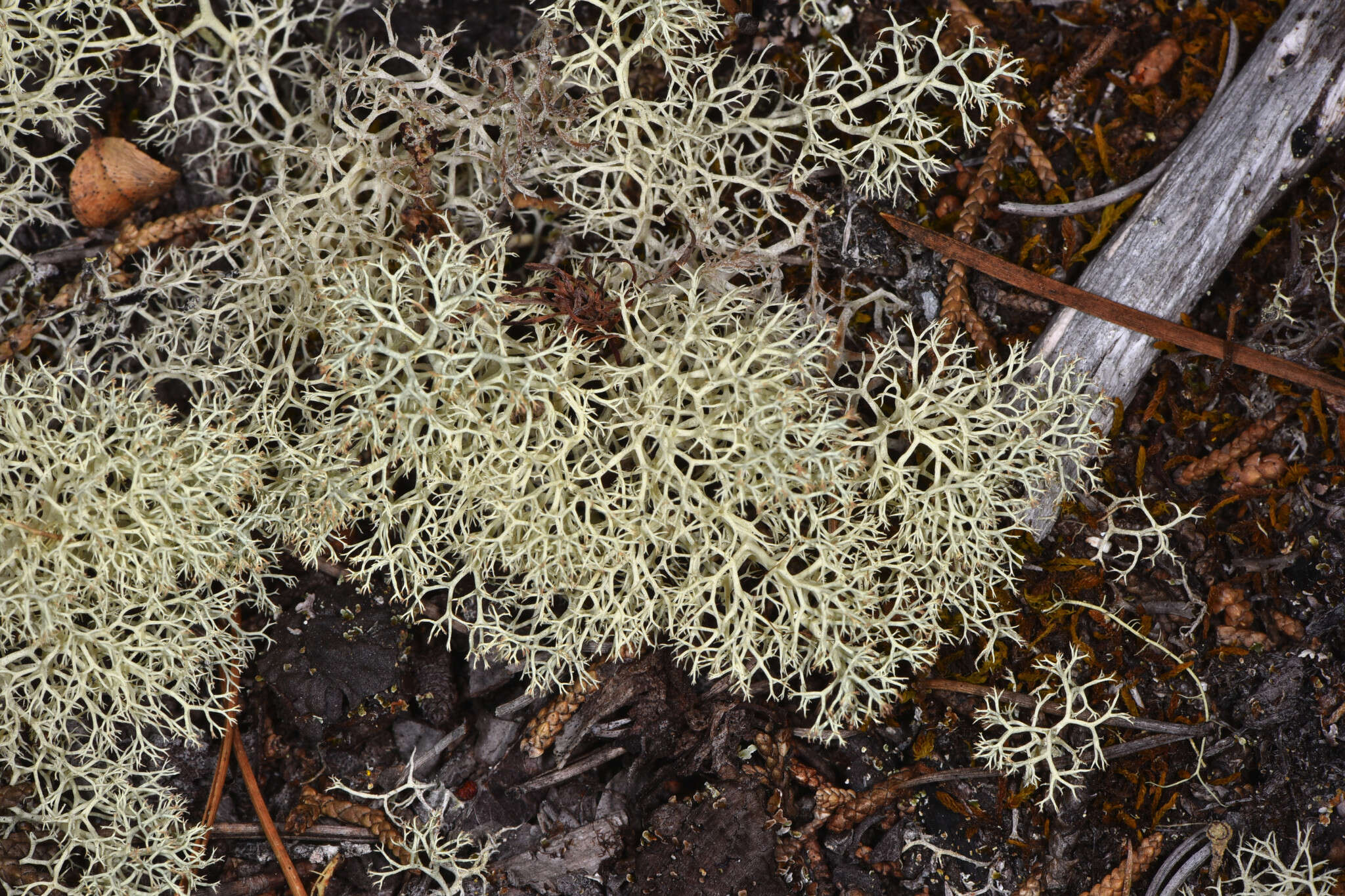 Image of Cladonia portentosa subsp. pacifica Ahti