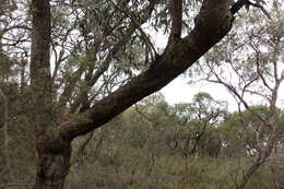 Image of Eucalyptus willisii P. Y. Ladiges, C. J. Humphries & M. I. H. Brooker