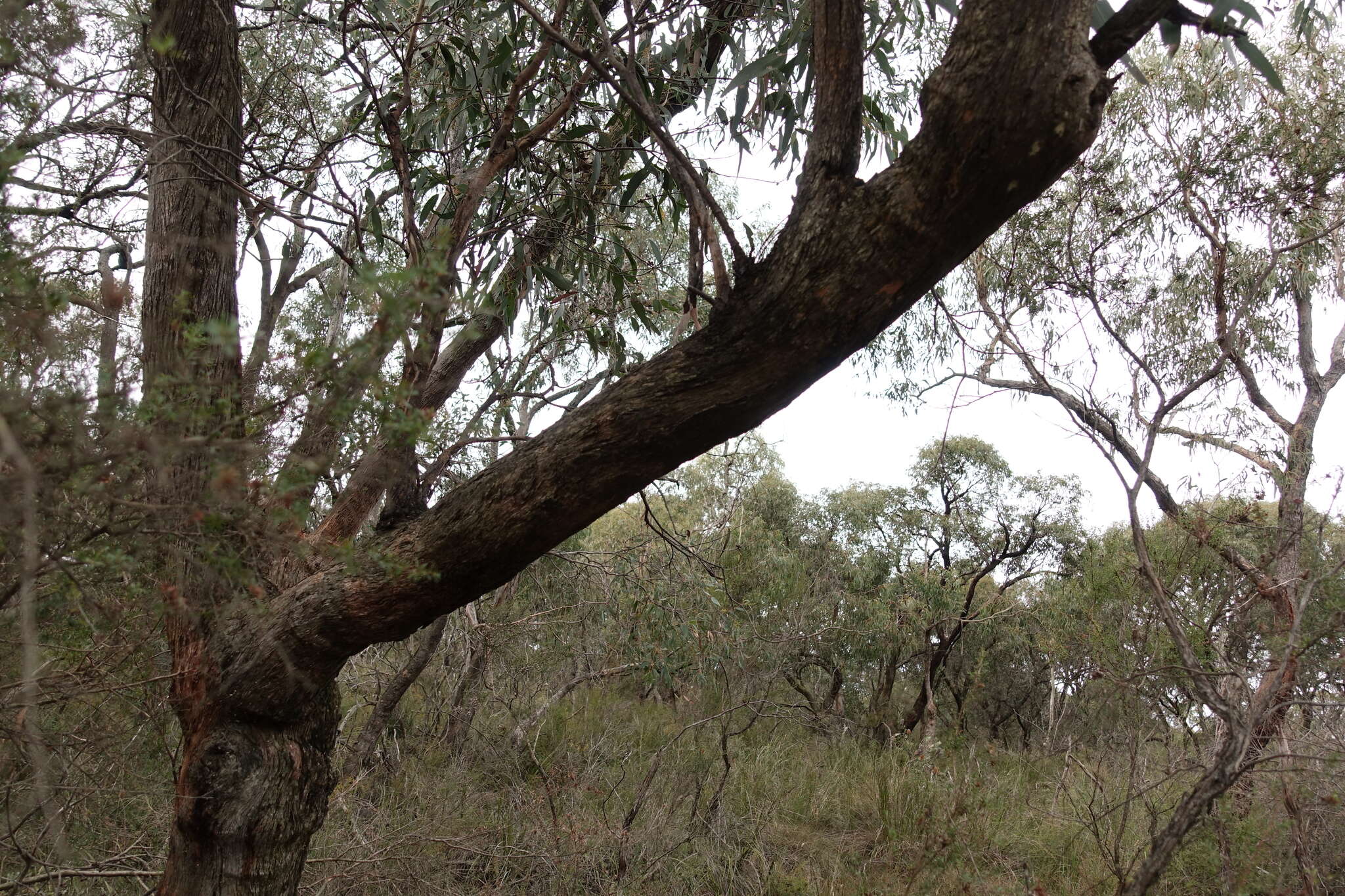 Image of Eucalyptus willisii P. Y. Ladiges, C. J. Humphries & M. I. H. Brooker