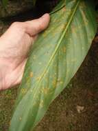 Image of Canna rust