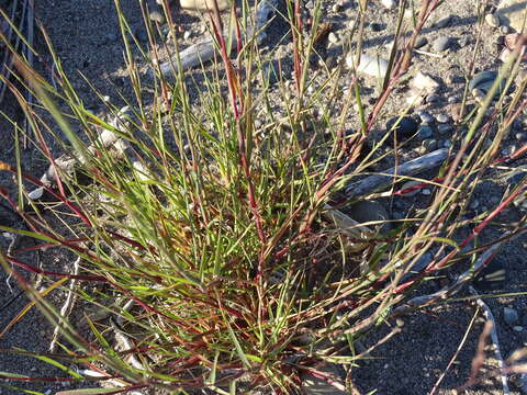 Image of purple sandgrass