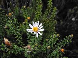 Image of Diplostephium spinulosum Wedd.