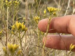 Imagem de Chrysothamnus greenei (A. Gray) Greene