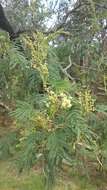 Image of black wattle