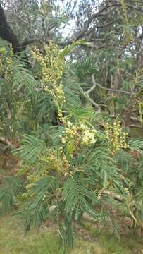 Image of black wattle