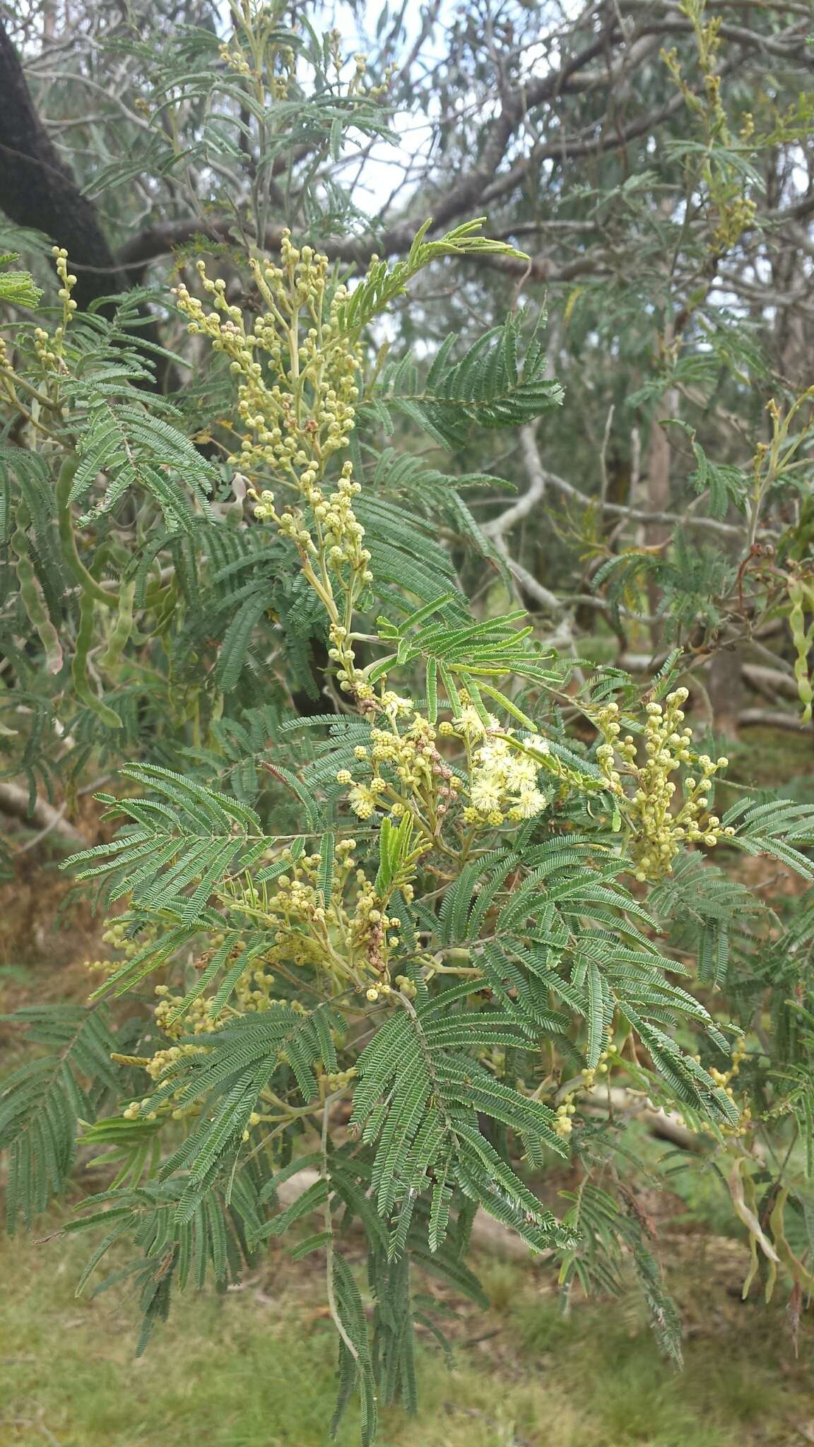 Image of black wattle