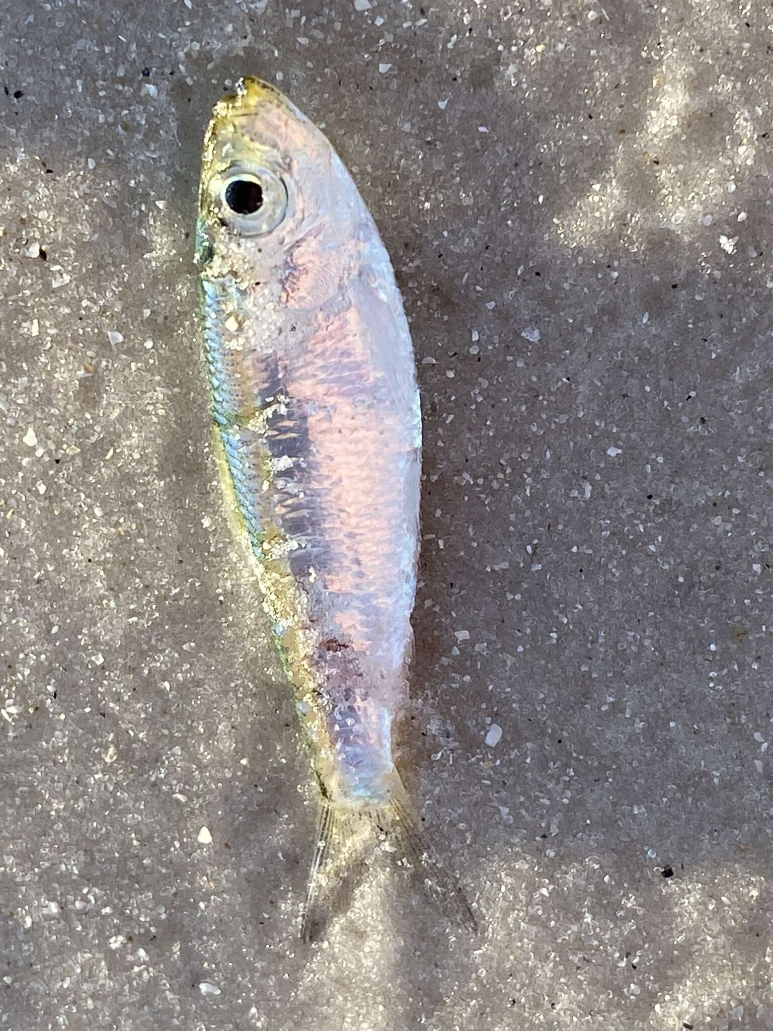 Image of Guiana Herring