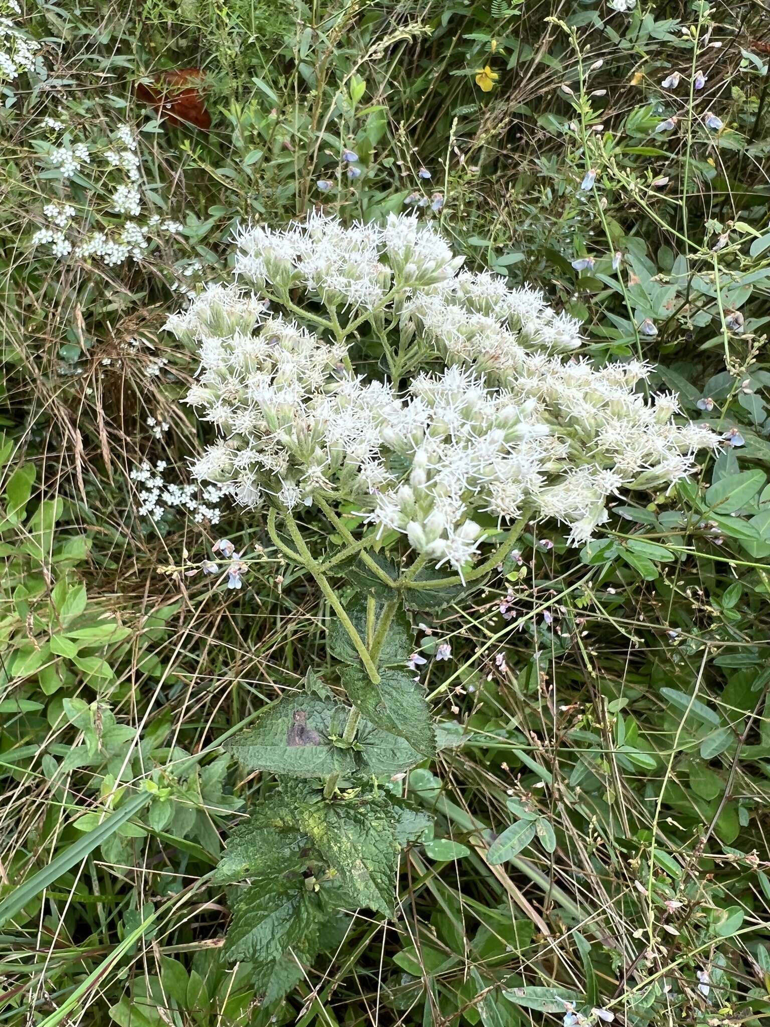 Eupatorium cordigerum (Fern.) Fern.的圖片