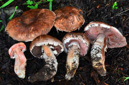 Image of Agaricus fuscofibrillosus (F. H. Møller) Pilát 1951