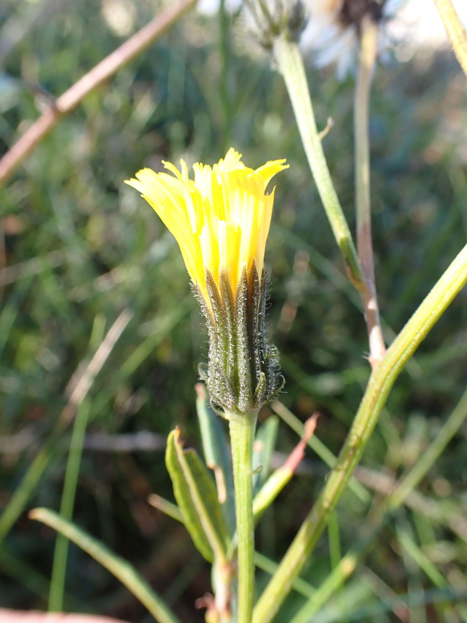 Image of Picris angustifolia subsp. merxmuelleri H. W. Lack & S. Holzapfel