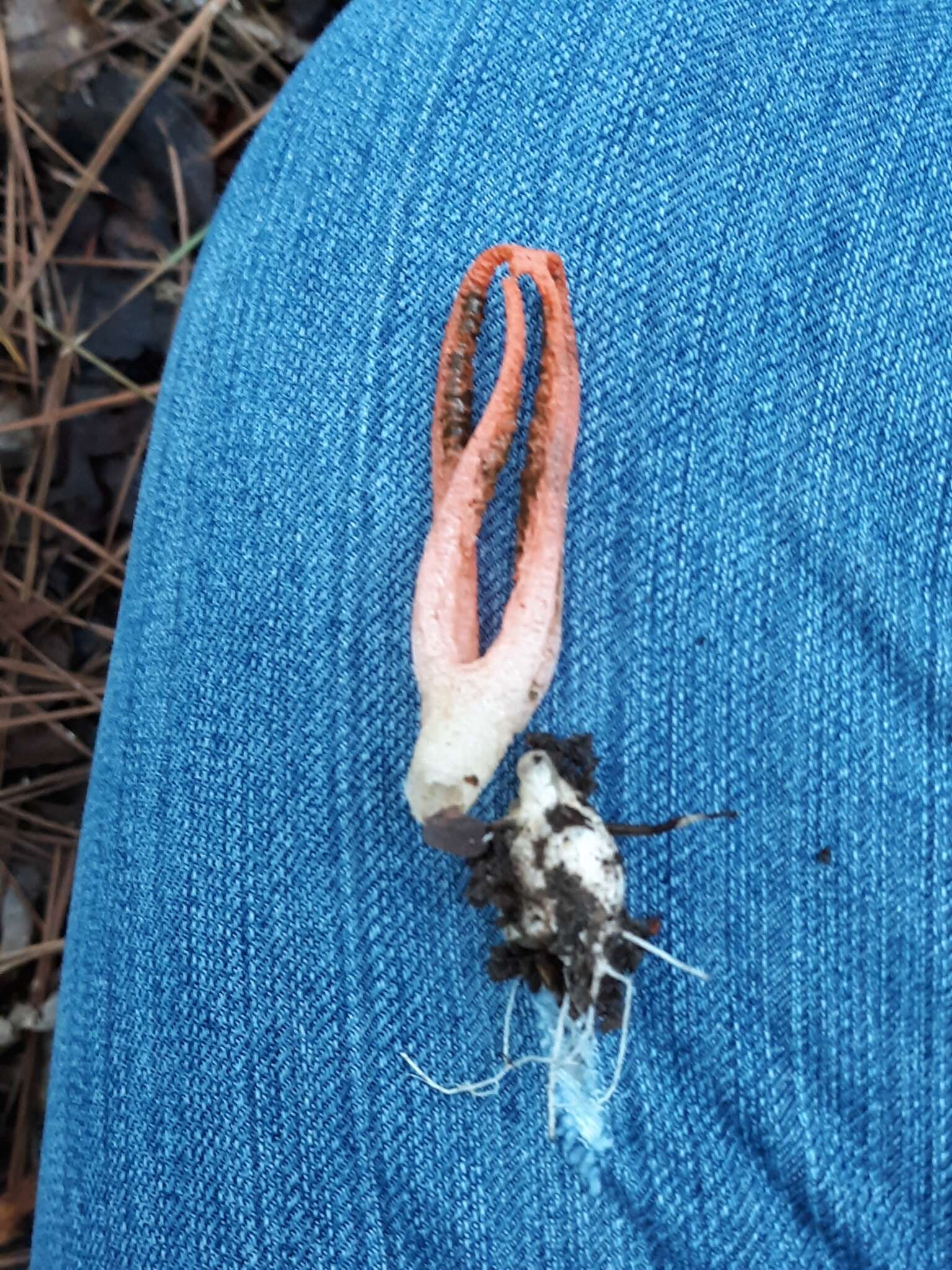 Image of stinkhorn