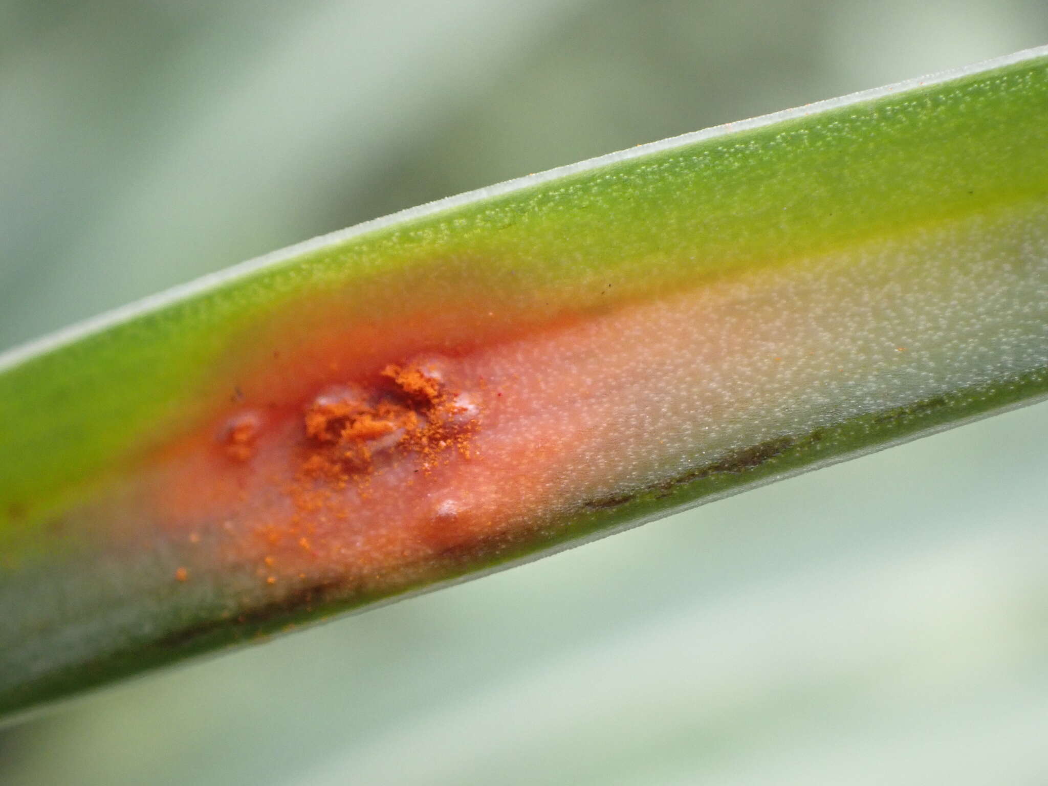 Imagem de Puccinia asphodeli Moug. 1830