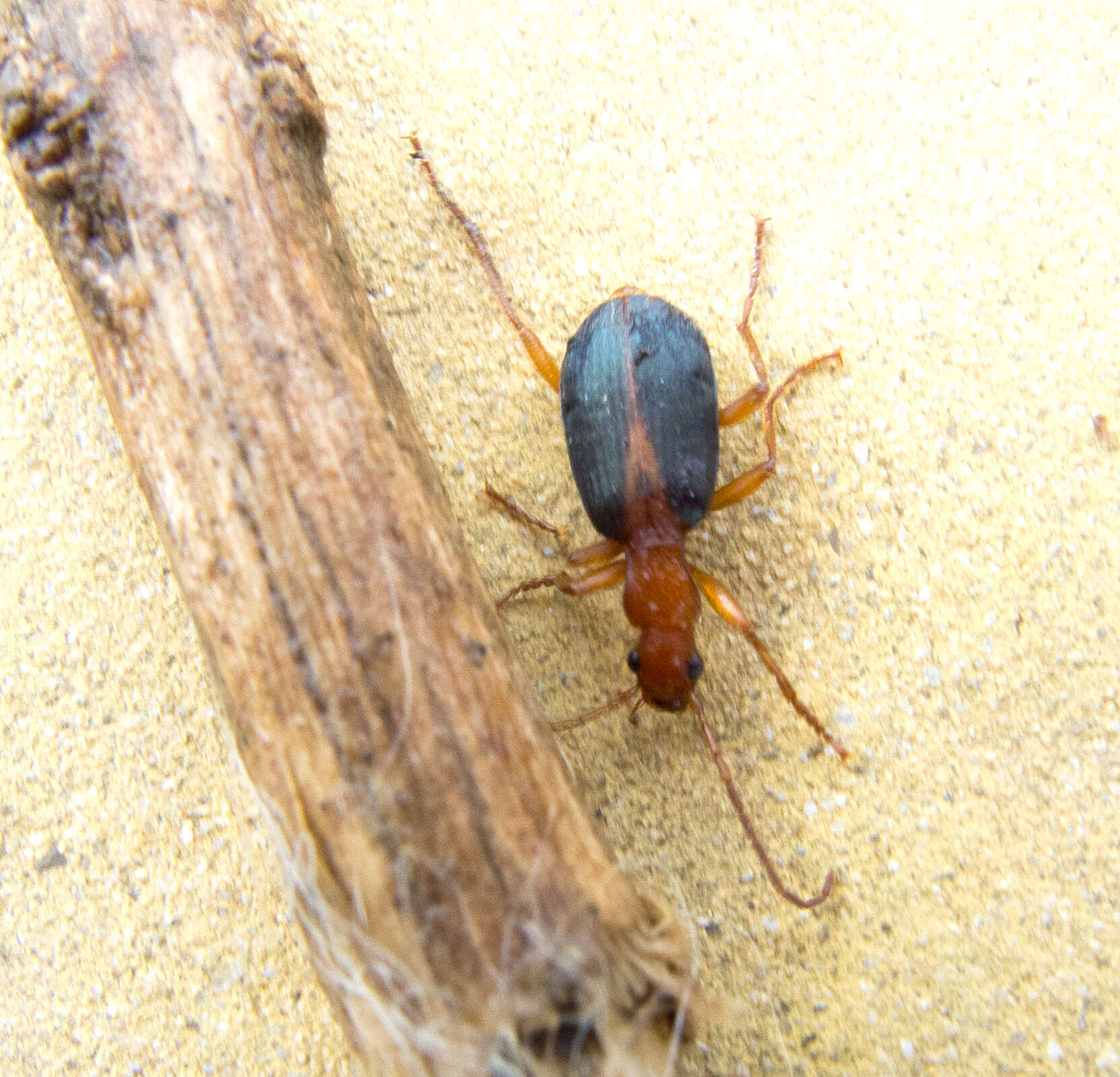 Image of Brachinus (Brachinus) alexandri F. Battoni 1984