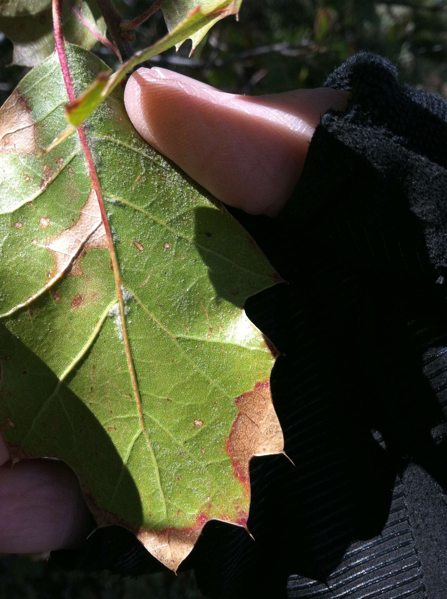 Imagem de Quercus ganderi C. B. Wolf