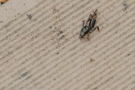 Image of Larger Pygmy Mole Grasshopper