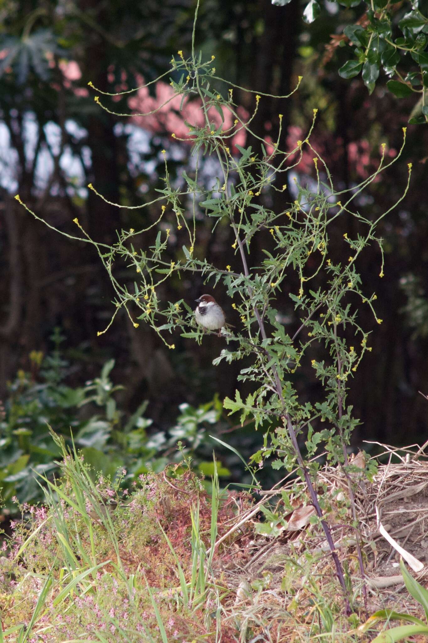 Imagem de Sisymbrium officinale (L.) Scop.