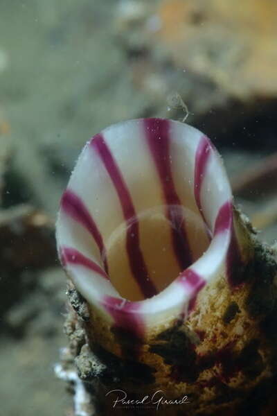 Image of grooved sea squirt