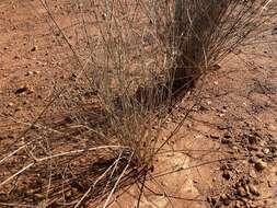 Слика од Eragrostis australasica (Steud.) C. E. Hubb.