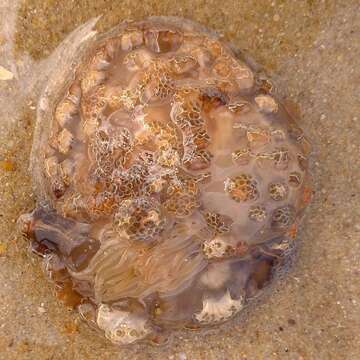 Image of Berried anemone