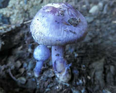 Image of Inocybe violaceocaulis Matheny & Bougher 2005