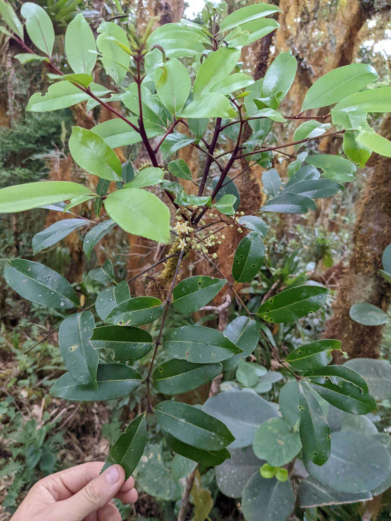 Image de Zanthoxylum melanostictum Schltdl. & Cham.